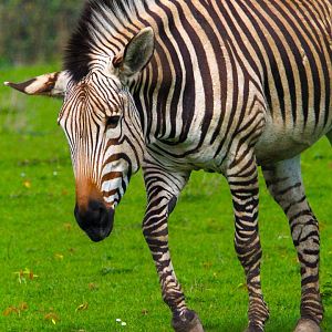 Hartmann's Mountain Zebra