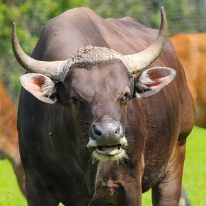 Male Javan Banteng