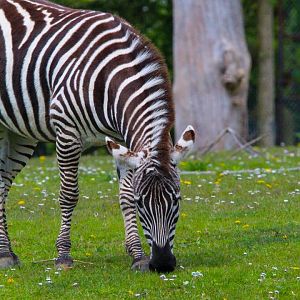 Grant's Zebra