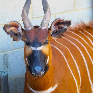 Eastern Bongo