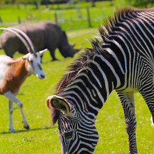All 3 Wild Explorers species- Grevy's Zebra, SH Oryx and Southern White Rhino