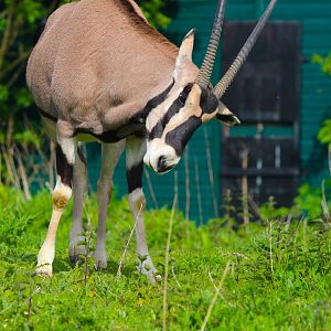 Male Beisa Oryx