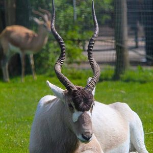 Addax