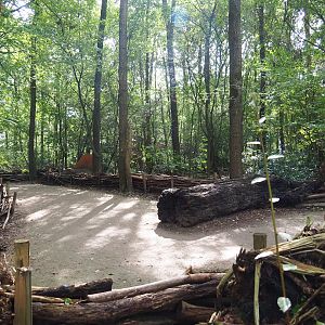 View in the Dino Forest, 2023-09-24