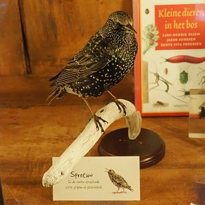 European starling taxidermy, 2023-09-24