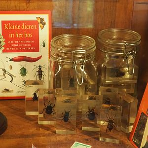 Preserved insects, 2023-09-24