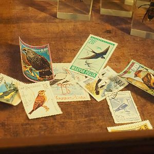 Eastern European postage stamps with birds, 2023-09-24