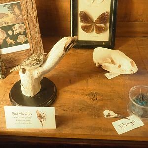 Short-toed treecreeper, Badger skull and Common kingfish skull and feathers, 2023-09-24