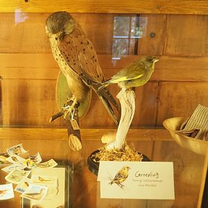 Eurasian kestrels and European greenfinch taxidermies, 2023-09-24