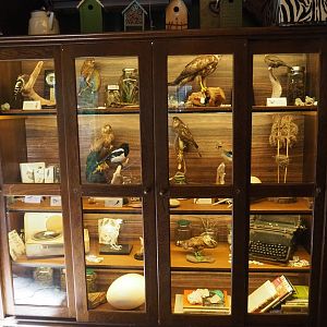 Display case in the native bird education area, 2023-09-24