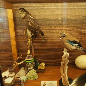 Eurasian goshawk and Eurasian jay taxidermies, 2023-09-24