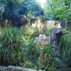Yellow mongoose exhibit, 2023-09-24