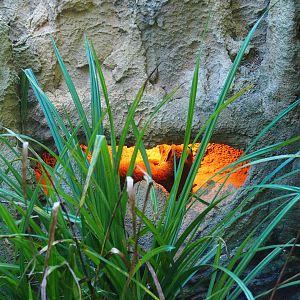 Heated den in the yellow mongoose exhibit, 2023-09-24