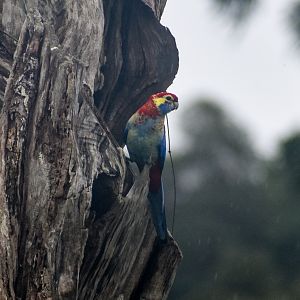 Crimson x Pale-headed Rosella hybrid