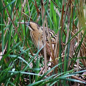 Eurasian Bittern (Botaurus stellaris)