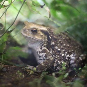 Asiatic Toad (Bufo gargarizans)