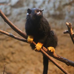 Golden-handed Tamarin