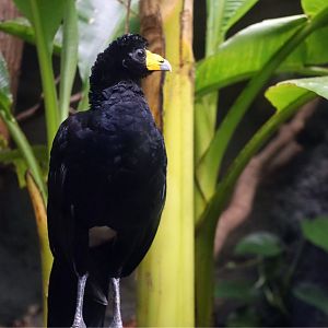 Black Curassow (Crax alector)