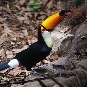 Toco Toucan