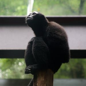 Eastern Hoolock Gibbon (Hoolock leuconedys)
