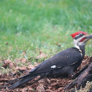 Pileated Woodpecker