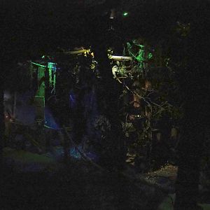 'De Nacht' ('The Night') nocturnal house - Pygmy slow loris, Senegal galago and Malagasy giant jumping rat exhibit, 2023-09-24