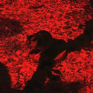 Malagasy giant jumping rat or Votsovotsa (Hypogeomys antimena), 2023-09-24