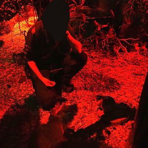 Keeper training Malagasy giant jumping rats or Votsovotsas (Hypogeomys antimena), 2023-09-24