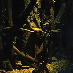 View in 'De Nacht' ('The Night') nocturnal house, 2023-09-24