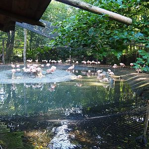 Chilean flamingo aviary, 2023-09-24