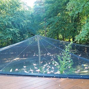 Chilean flamingo aviary, 2023-09-24