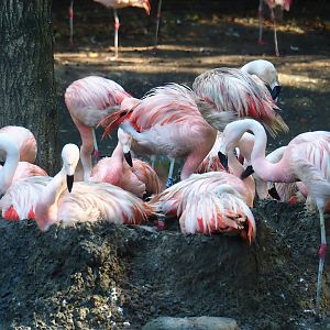 Chilean flamingos (Phoenicopterus chilensis), 2023-09-24
