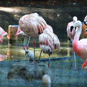 Chilean flamingos with chick (Phoenicopterus chilensis), 2023-09-24