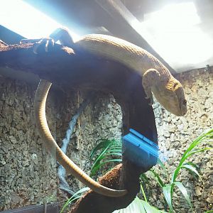 Solomon Islands Prehensile-tailed skink (Corucia zebrata), 2023-09-24