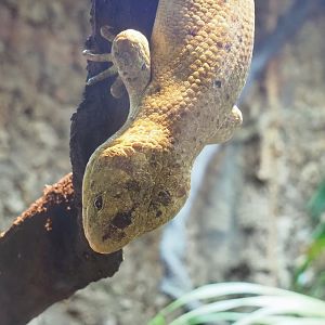 Solomon Islands Prehensile-tailed skink (Corucia zebrata), 2023-09-24