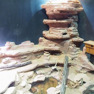 Mixed American desert terrarium, 2023-09-24