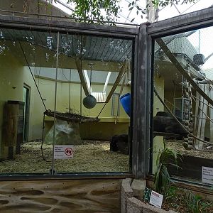 Gorilla indoor enclosure