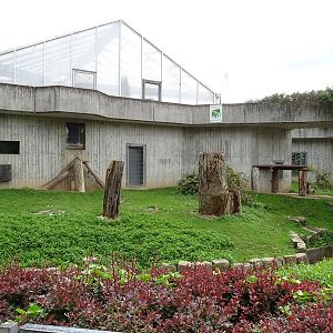 Gorilla outdoor enclosure