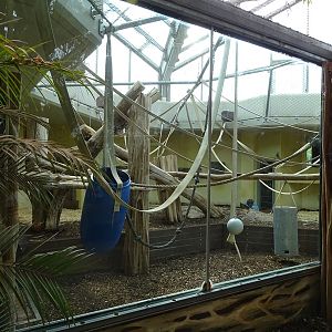 Chimpanzee indoor enclosure