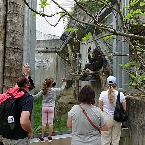Chimpanzee outdoor enclosure