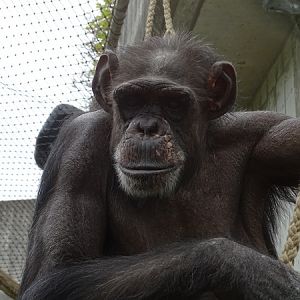 Chimpanzee (Pan troglodytes)