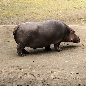 Waterlily (1978-2024)