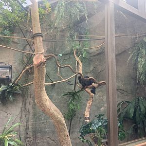 Renovated amazon gallery, geoldis marmosets