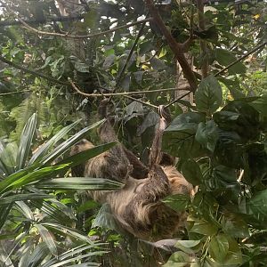 Renovated amazon gallery, two-toed sloth