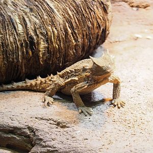Giant horned lizard (Phrynosoma asio), 2023-09-24