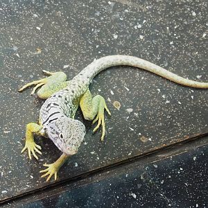 Collared lizard (Crotaphytus collaris), 2023-09-24