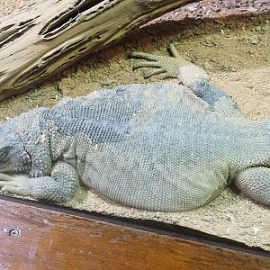 Common Chuckwalla (Sauromalus ater), 2023-09-24