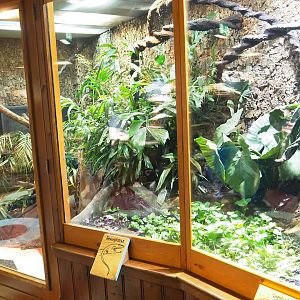 Emerald tree skink terrarium, 2023-09-24