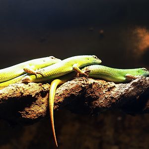 Emerald tree skinks (Lamprolepis smaragdina), 2023-09-24