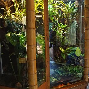 Golden mantella terrarium, 2023-09-24